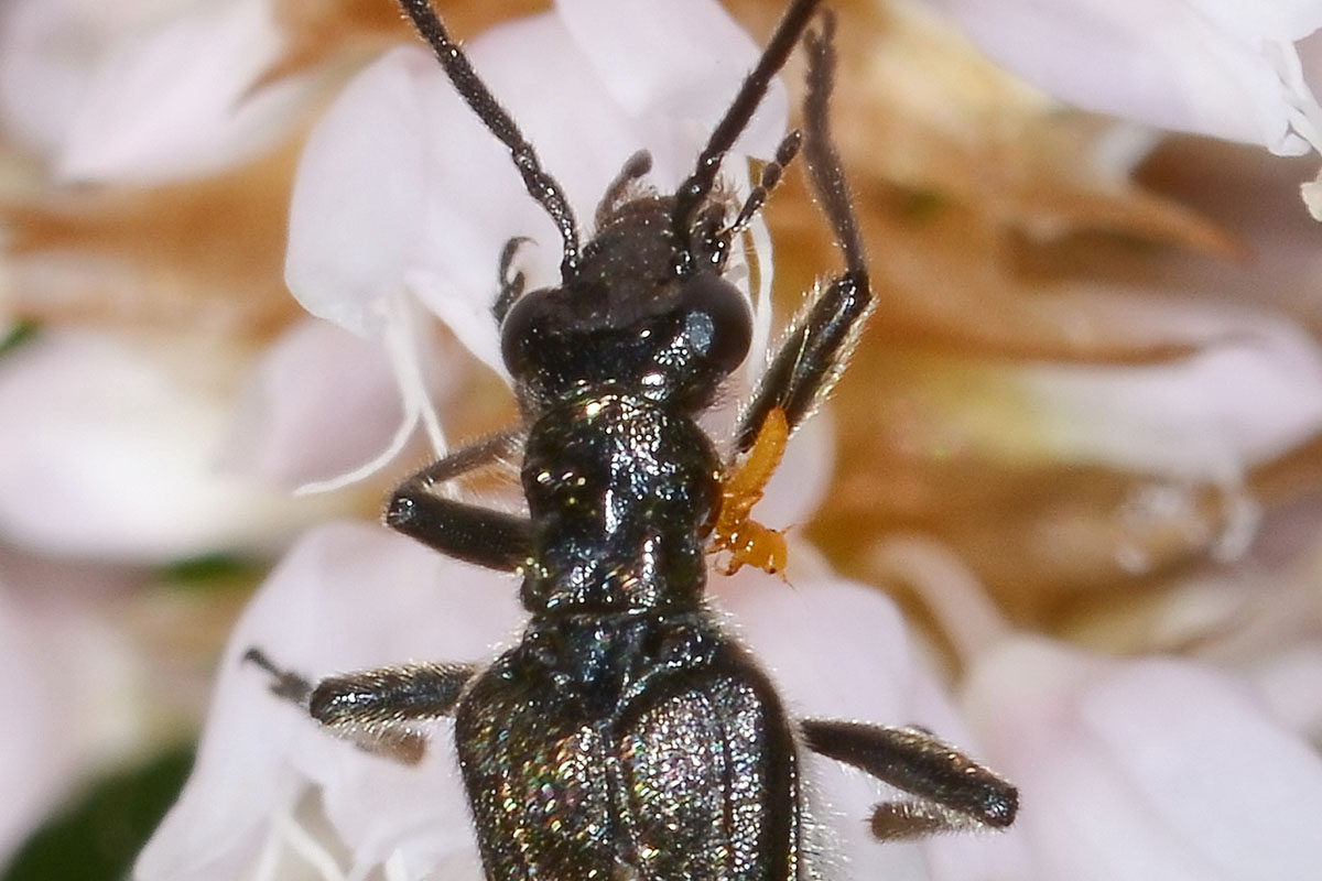 Maschio di Oedemera pthysica (forma nera) con Triungulino